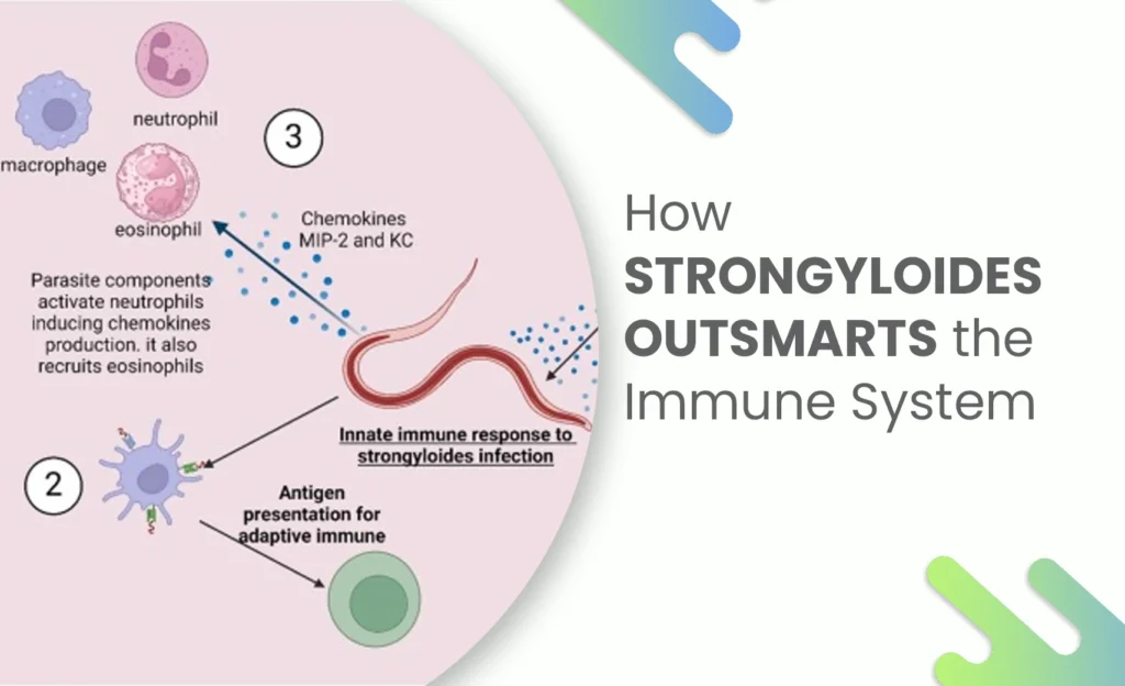 Diagram showing how Strongyloides parasite evades immune system