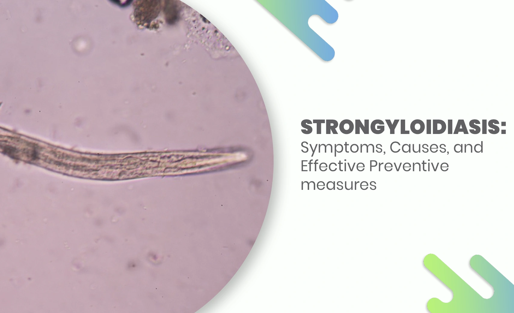 Microscopic view of Strongyloides worm causing strongyloidiasis infection