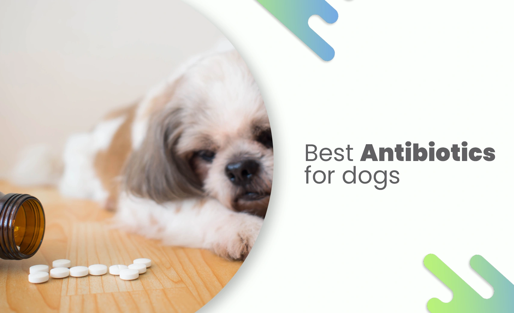 Antibiotics for Dogs – a sick dog lying beside white tablets on a wooden floor.