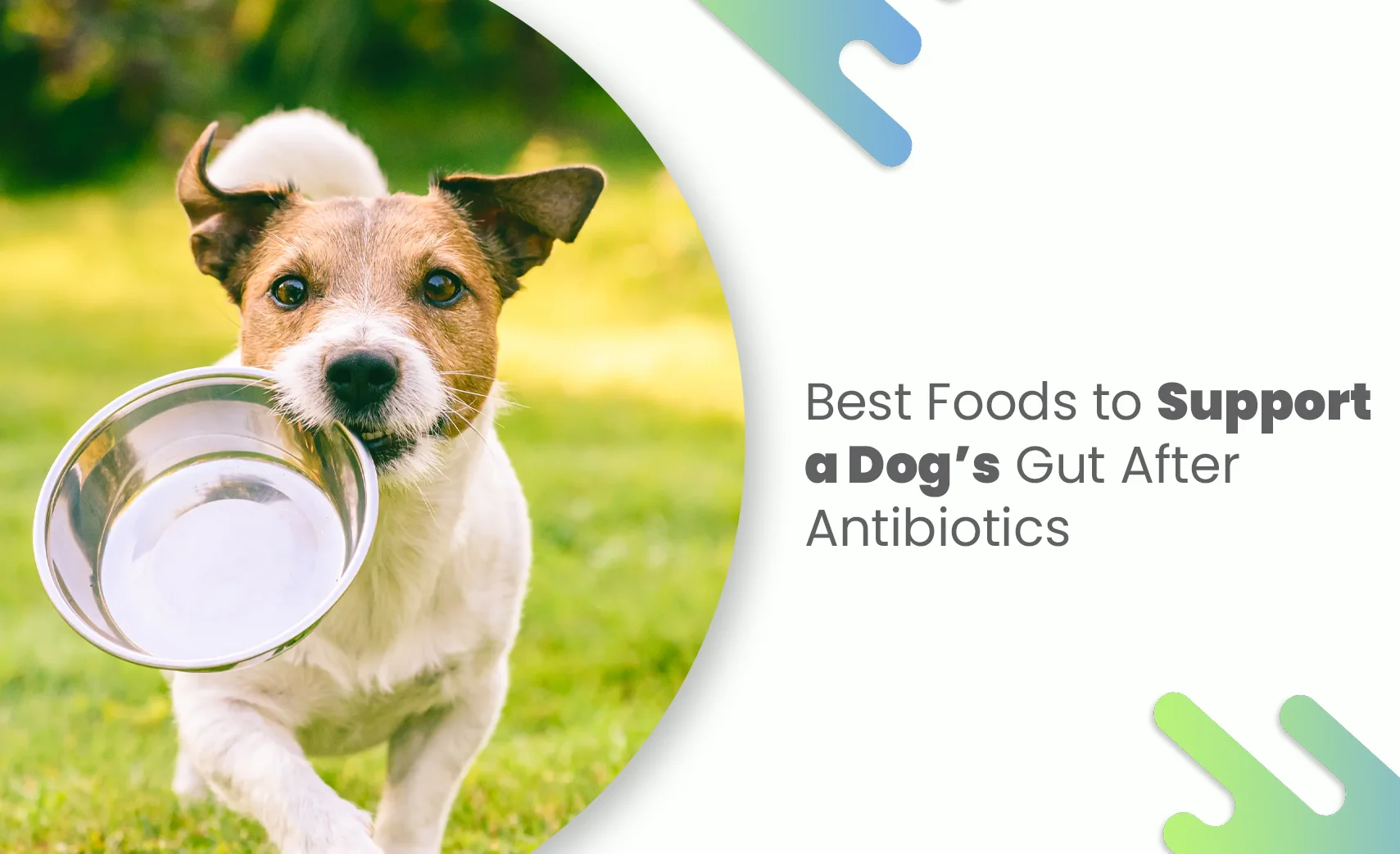 Dog holding bowl to support Dog’s Gut After Antibiotics