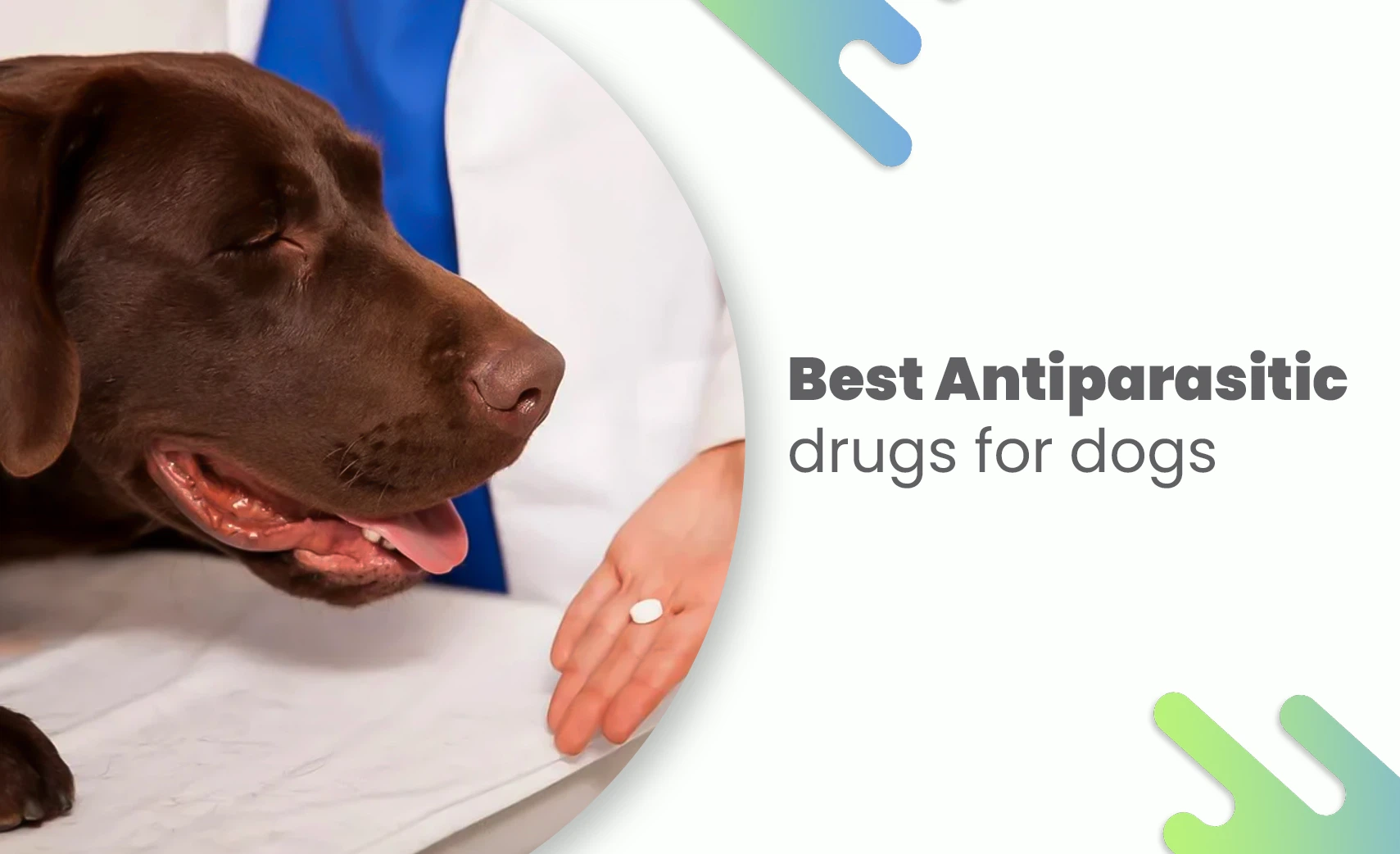Best antiparasitic drugs for dogs being given by a vet
