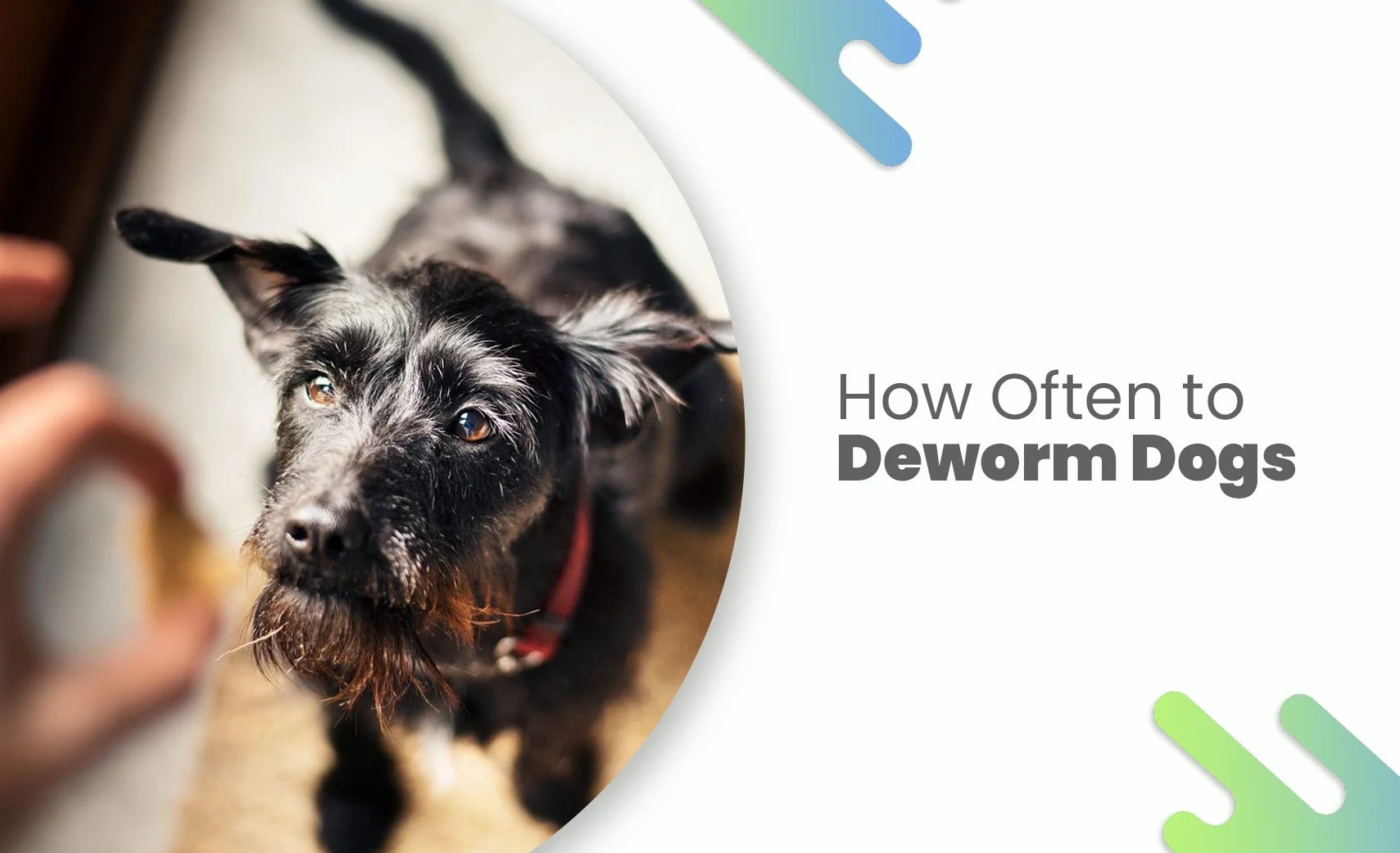 How often to deworm dogs