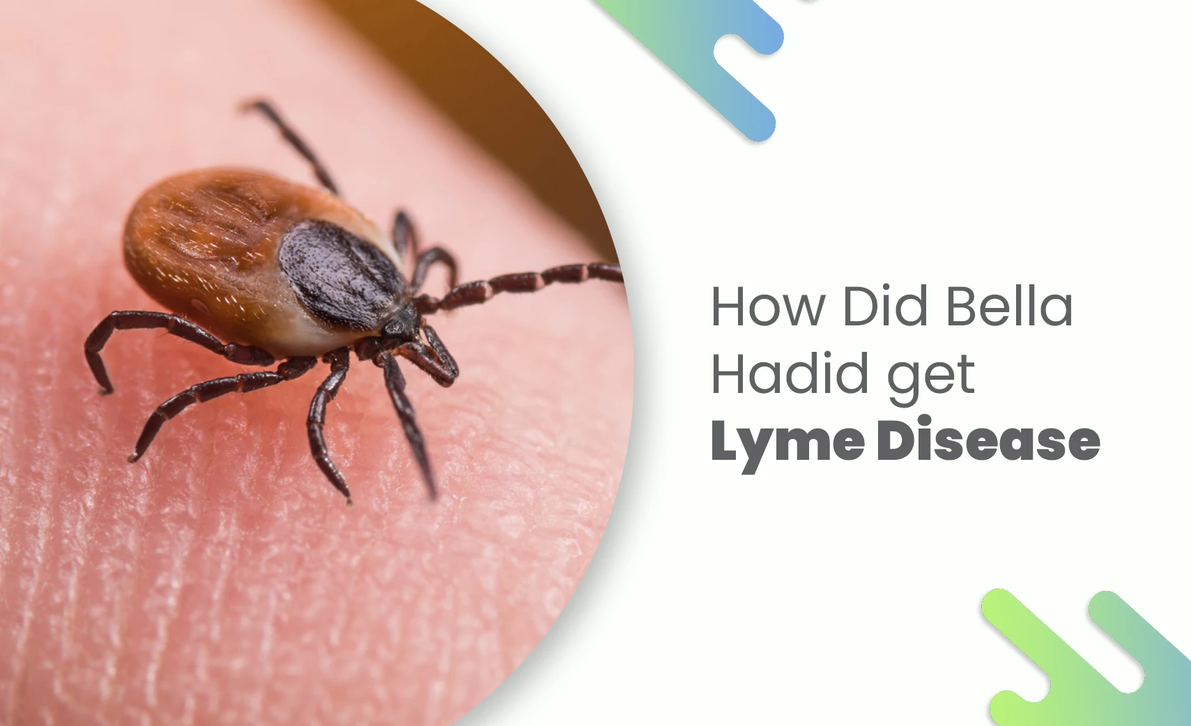 Tick responsible for spreading Lyme Disease