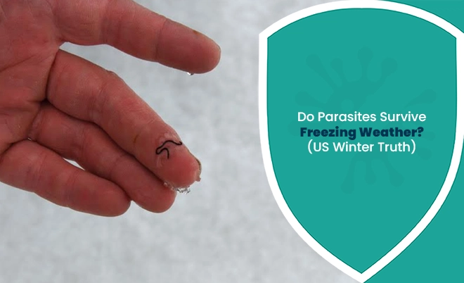Hand holding tiny worm in snowy background for parasites surviving freezing weather article