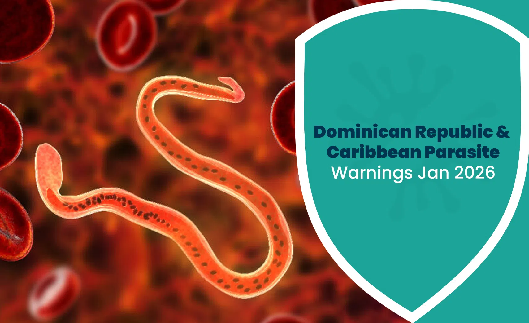 Parasite illustration highlighting Caribbean health warning