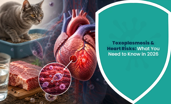 Heart risks linked to toxoplasmosis shown with cat, raw meat, and infected heart illustration