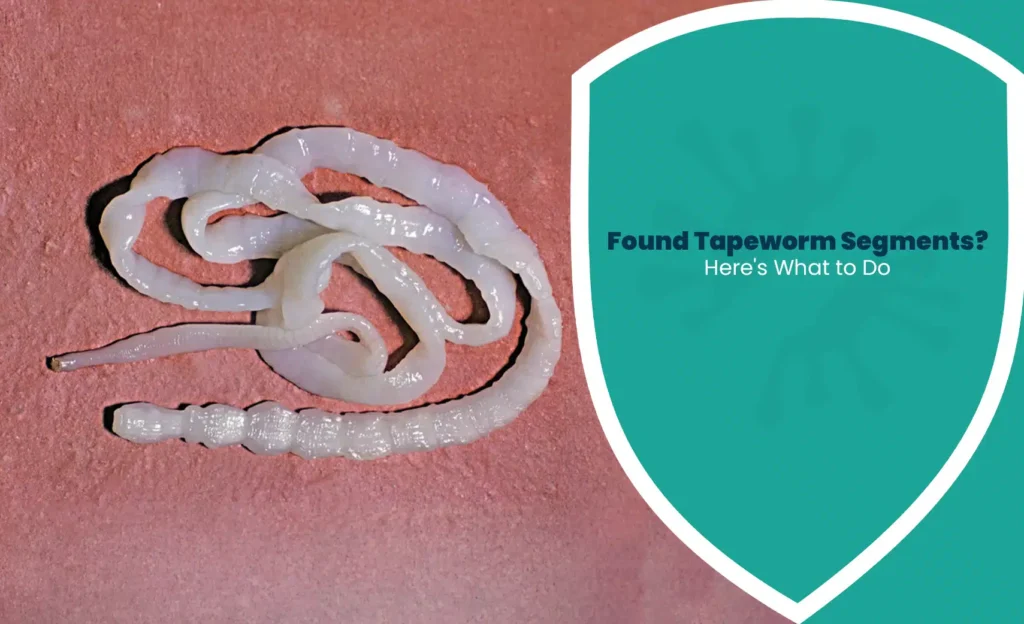 Tapeworm segments image showing white parasite worms with found tapeworm segments text banner