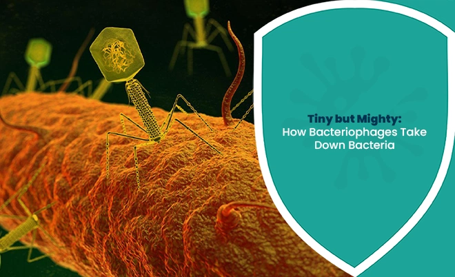 Bacteriophage attacking a bacterial cell in a microscopic view