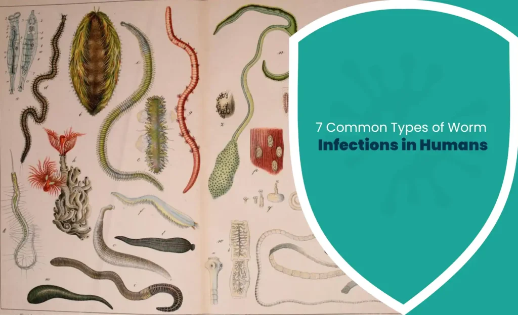 7 common types of worm infections in humans shown in a medical illustration