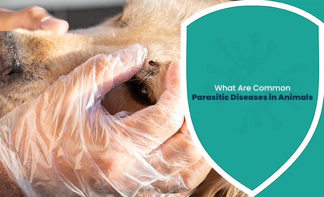 Parasitic Diseases in Animals: Veterinary examination of a dog for parasites